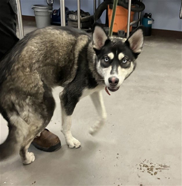 adoptable Dog in Phoenix, AZ named SPRING