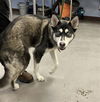 adoptable Dog in  named SPRING