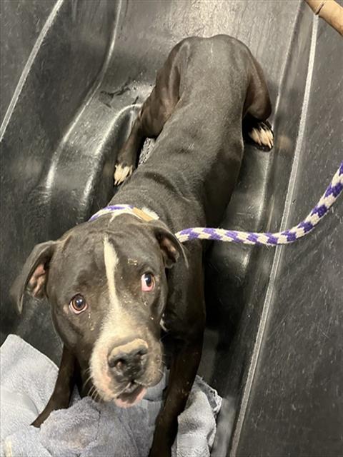 adoptable Dog in Phoenix, AZ named PEDRO