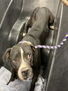 adoptable Dog in  named PEDRO