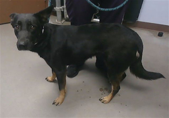 adoptable Dog in Phoenix, AZ named PETRA