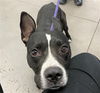 adoptable Dog in  named FRANCO