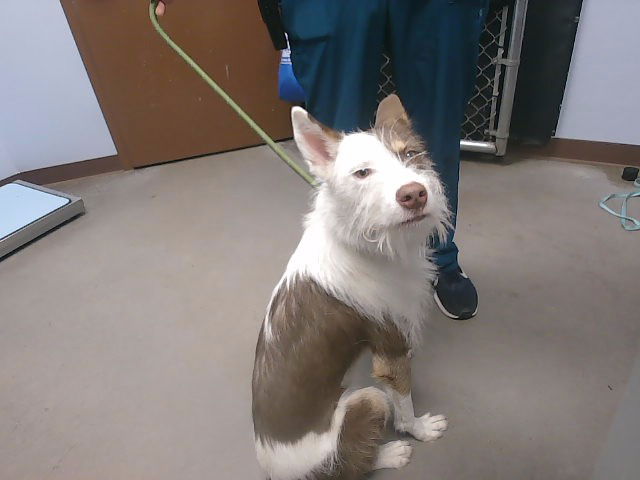 adoptable Dog in Phoenix, AZ named DANCER