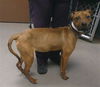 adoptable Dog in , AZ named KALI