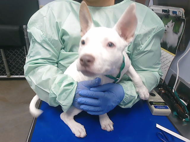 adoptable Dog in Phoenix, AZ named A5148384