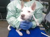 adoptable Dog in , AZ named A5148384
