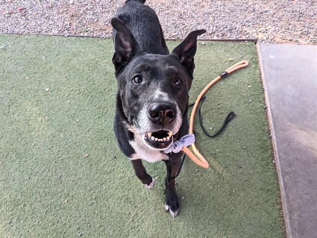 adoptable Dog in Phoenix, AZ named MAC