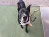 adoptable Dog in , AZ named MAC