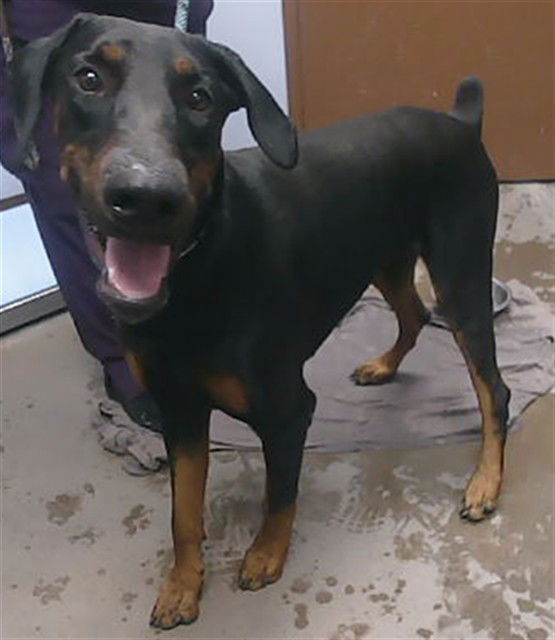 adoptable Dog in Phoenix, AZ named DOODLE