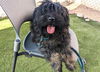 adoptable Dog in  named RAJEEV