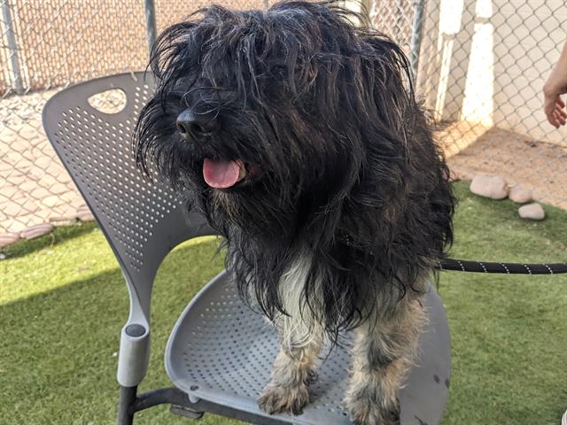 adoptable Dog in Phoenix, AZ named ISHAAN