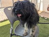 adoptable Dog in  named ISHAAN