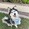 adoptable Dog in  named WOOWOO