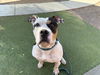 adoptable Dog in  named RUDY