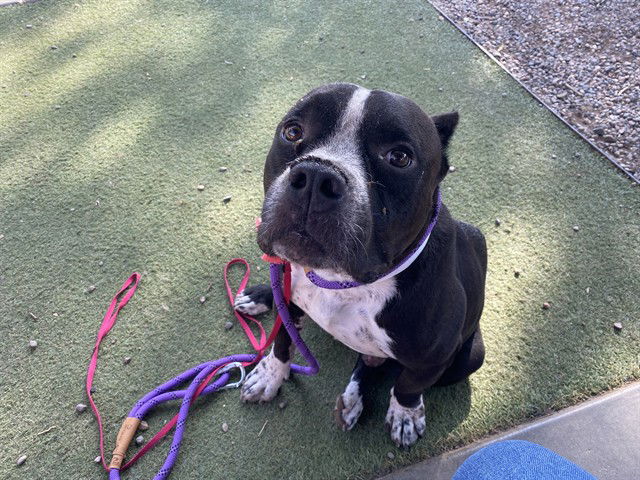 adoptable Dog in Phoenix, AZ named RANDY