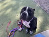 adoptable Dog in  named RANDY