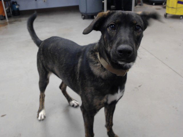 adoptable Dog in Phoenix, AZ named LEILA