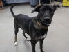 adoptable Dog in  named LEILA