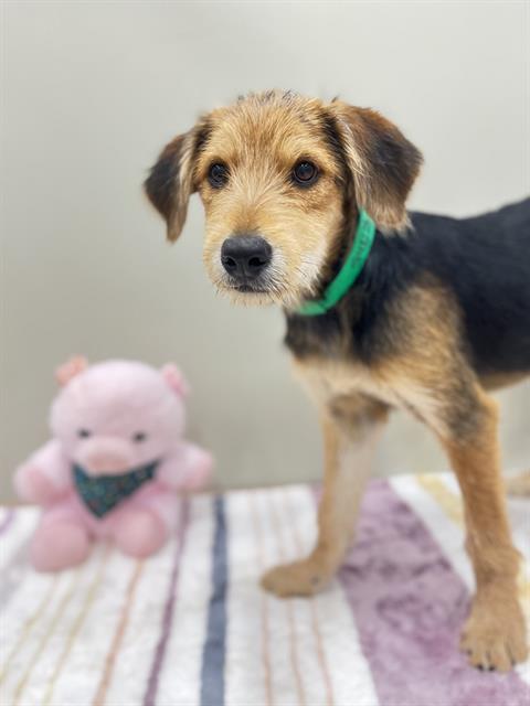 adoptable Dog in Phoenix, AZ named LANA