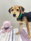 adoptable Dog in  named LANA