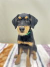 adoptable Dog in , AZ named LOIS