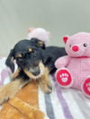 adoptable Dog in , AZ named CHLOE