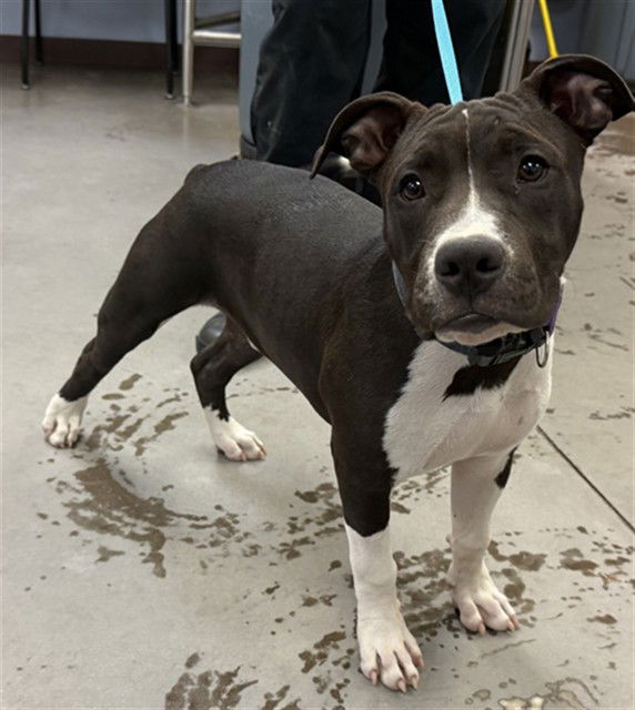 adoptable Dog in Phoenix, AZ named LIL SOUP
