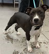 adoptable Dog in  named LIL SOUP