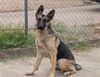 adoptable Dog in , AZ named CISCO