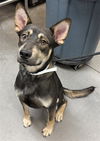 adoptable Dog in  named DUNK