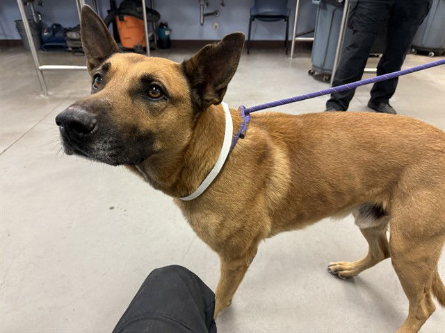 adoptable Dog in Phoenix, AZ named VALLEY