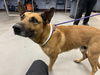 adoptable Dog in , AZ named VALLEY