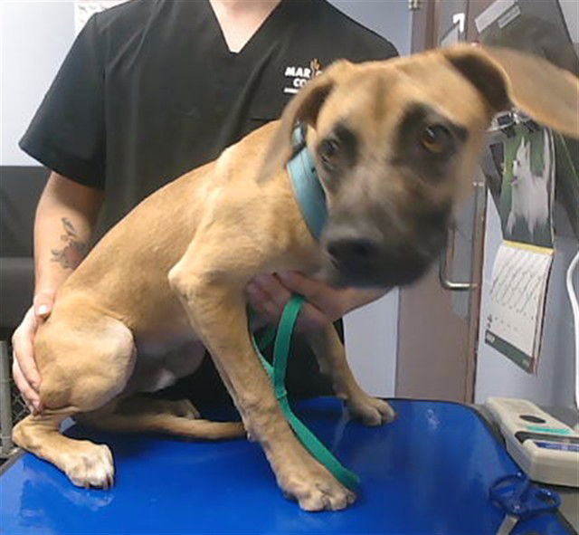 adoptable Dog in Phoenix, AZ named RHOADS