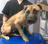 adoptable Dog in  named RHOADS