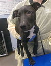 adoptable Dog in  named WARP