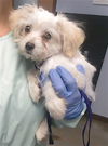 adoptable Dog in  named DASH