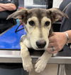 adoptable Dog in  named LITA