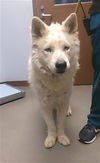 adoptable Dog in  named FLOOFY