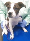 adoptable Dog in  named THEODORE