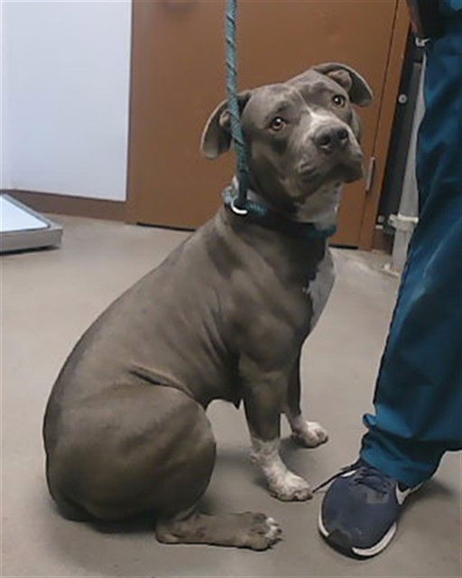 adoptable Dog in Phoenix, AZ named JACKLYN