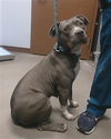 adoptable Dog in  named JACKLYN