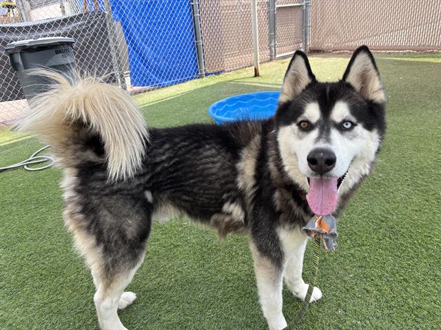 adoptable Dog in Phoenix, AZ named DODGER