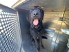 adoptable Dog in , AZ named RICKY