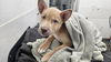 adoptable Dog in  named WILBUR