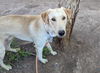 adoptable Dog in  named TOMMY