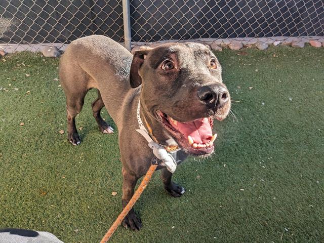 adoptable Dog in Phoenix, AZ named OSO
