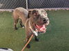 adoptable Dog in , AZ named OSO