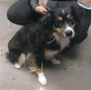 adoptable Dog in  named NALA