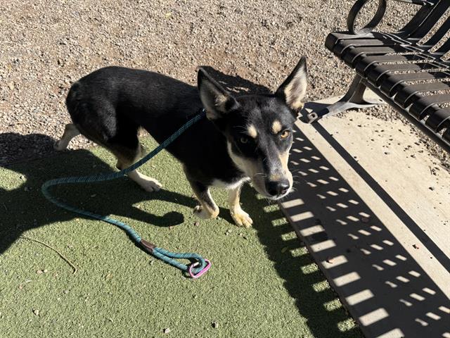 adoptable Dog in Phoenix, AZ named DULCE