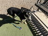 adoptable Dog in  named DULCE